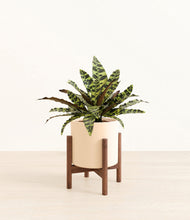 Load image into Gallery viewer, Cream stand:walnut