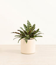 Load image into Gallery viewer, Cream*****Profile