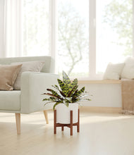 Load image into Gallery viewer, White stand:walnut