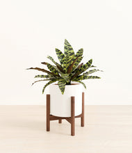 Load image into Gallery viewer, White stand:walnut