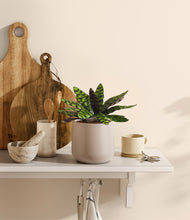 Load image into Gallery viewer, Eternal Gray