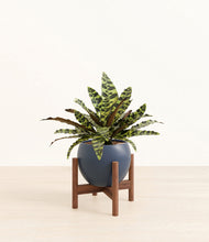 Load image into Gallery viewer, Deep Navy stand:walnut