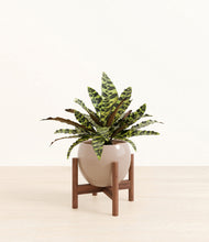 Load image into Gallery viewer, Desert Brown stand:walnut