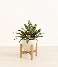 Load image into Gallery viewer, Shiny EggWhite stand:bamboo