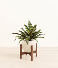 Load image into Gallery viewer, Shiny EggWhite stand:walnut