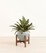 Load image into Gallery viewer, Deep Ocean stand:walnut