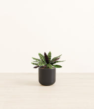 Load image into Gallery viewer, Stone Black*****Profile