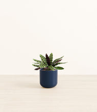 Load image into Gallery viewer, Twilight Blue*****Profile