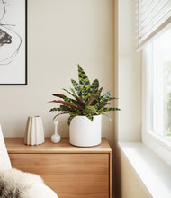 Load image into Gallery viewer, White