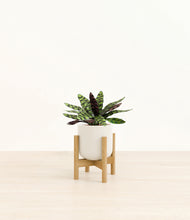 Load image into Gallery viewer, Cotton White stand:bamboo