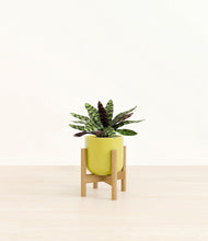 Load image into Gallery viewer, Key Lime Yellow stand:bamboo