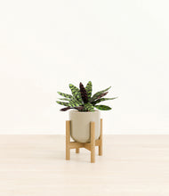 Load image into Gallery viewer, Sage Green stand:bamboo