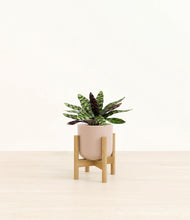 Load image into Gallery viewer, Sandy Pink stand:bamboo