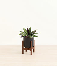 Load image into Gallery viewer, Stone Black stand:walnut