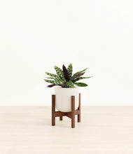 Load image into Gallery viewer, Cotton White stand:walnut
