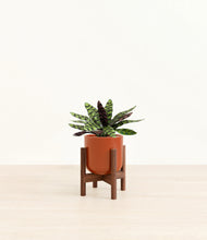 Load image into Gallery viewer, Glossy Red stand:walnut