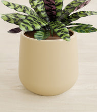 Load image into Gallery viewer, Almond Green stand:all