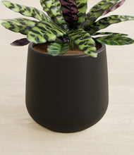 Load image into Gallery viewer, Black stand:all