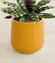 Load image into Gallery viewer, Mustard stand:all