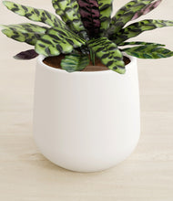 Load image into Gallery viewer, White stand:all