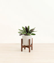 Load image into Gallery viewer, Natural Bamboo stand:walnut
