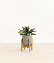 Load image into Gallery viewer, Sage Green stand:bamboo