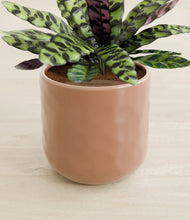 Load image into Gallery viewer, Hammered Peach Pink stand:all