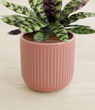 Load image into Gallery viewer, Striped Rose Pink stand:all