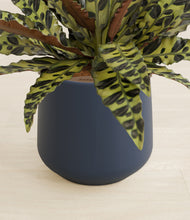 Load image into Gallery viewer, Deep Navy stand:all