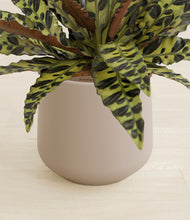 Load image into Gallery viewer, Eternal Gray stand:all