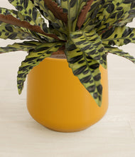 Load image into Gallery viewer, Mustard stand:all