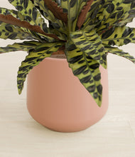 Load image into Gallery viewer, Calm Rose stand:all