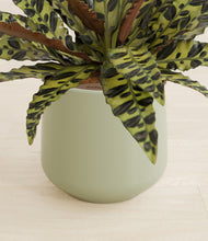 Load image into Gallery viewer, Turquoise stand:all