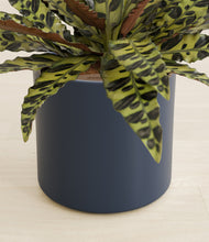 Load image into Gallery viewer, Deep Navy stand:all