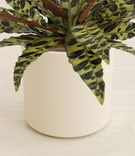 Load image into Gallery viewer, Cream stand:all