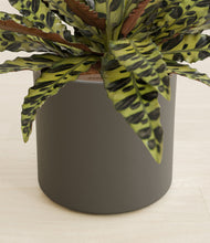 Load image into Gallery viewer, Dark Olive stand:all