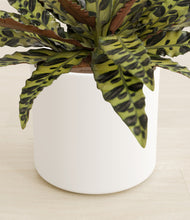 Load image into Gallery viewer, White stand:all