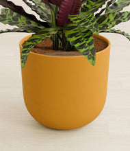 Load image into Gallery viewer, Sunset Orange stand:all