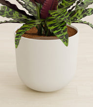 Load image into Gallery viewer, Natural Bamboo stand:all