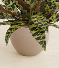 Load image into Gallery viewer, Desert Brown stand:all