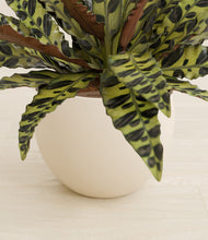 Load image into Gallery viewer, Shiny EggWhite stand:all