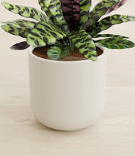 Load image into Gallery viewer, Cotton White stand:all