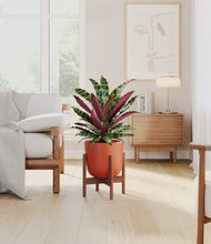 Load image into Gallery viewer, Earth Red stand:walnut