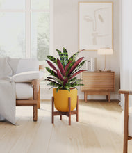 Load image into Gallery viewer, Sunset Orange stand:walnut