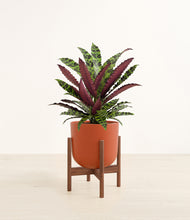 Load image into Gallery viewer, Earth Red stand:walnut