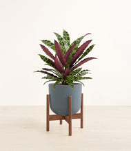 Load image into Gallery viewer, Iron Gray stand:walnut