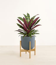 Load image into Gallery viewer, Iron Gray stand:bamboo