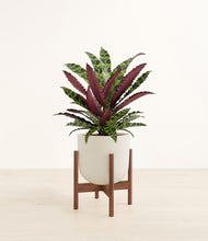 Load image into Gallery viewer, Natural Bamboo stand:walnut