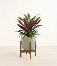 Load image into Gallery viewer, Sage Green stand:walnut