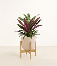 Load image into Gallery viewer, Sandy Pink stand:bamboo